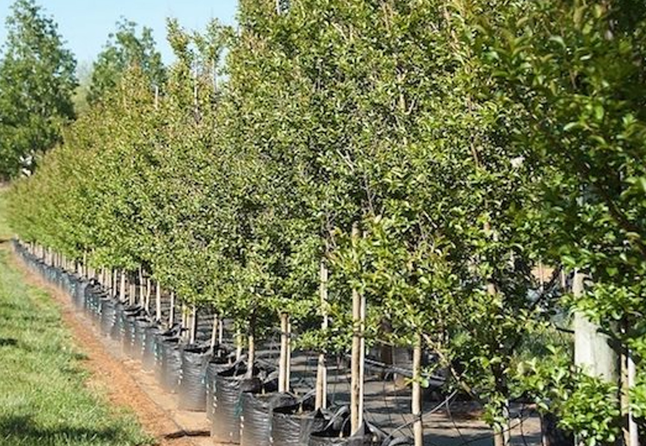 nog 400 bomen te gaan voor 2021 Stichting StukjeNatuur