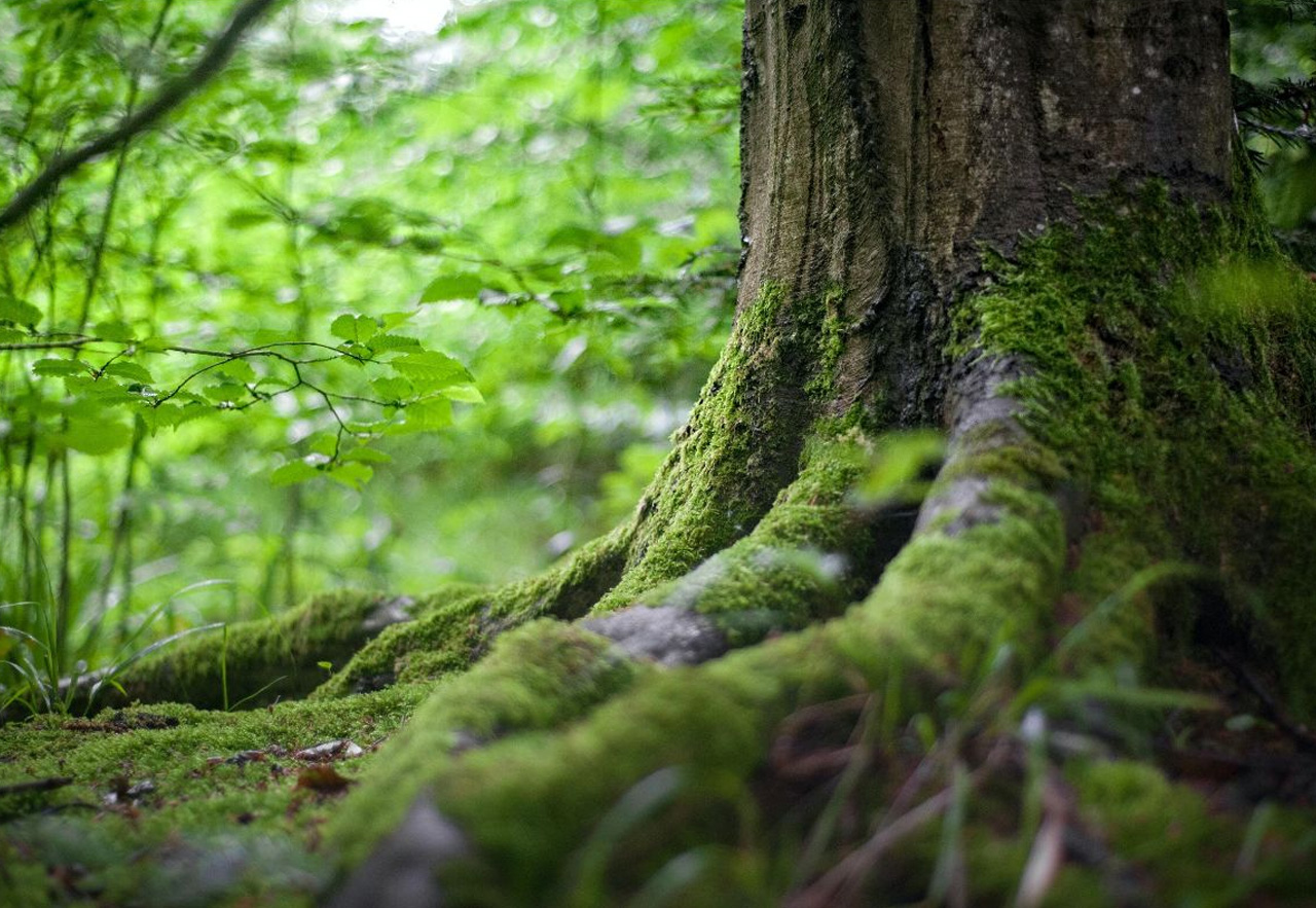 nieuwjaarswens 2022 Stichting StukjeNatuur