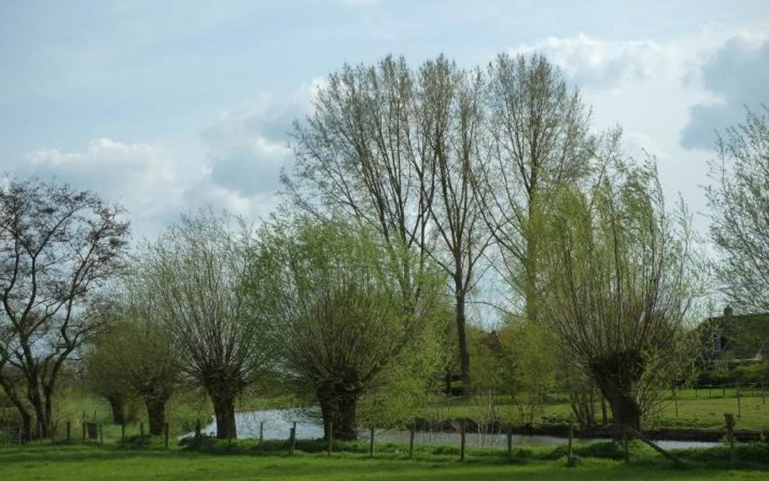 Landschapselementen voor de Provincie Utrecht