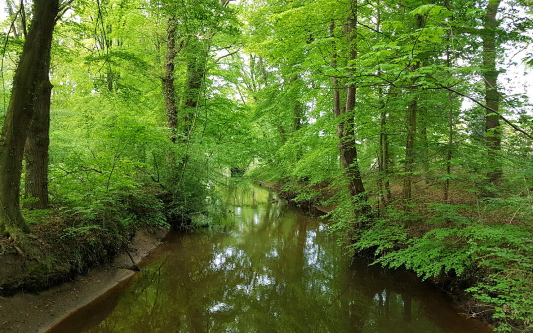 bosrijk gebied landgoed Meuleman in Overijssel