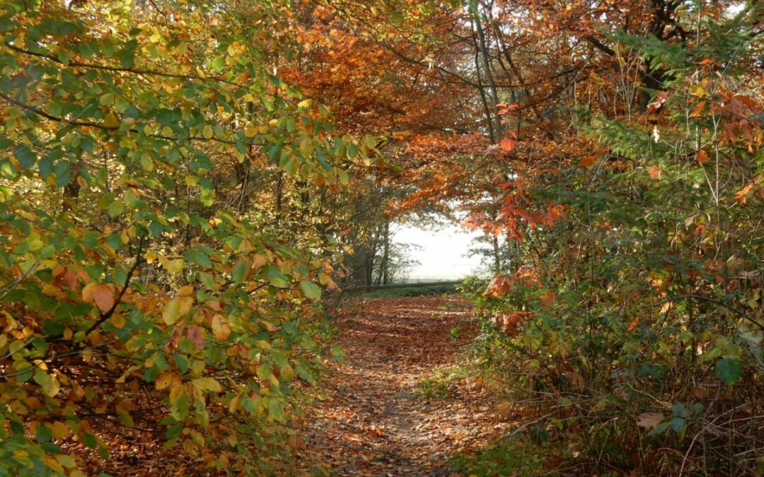 natuurgebied cleefswit noord-brabant