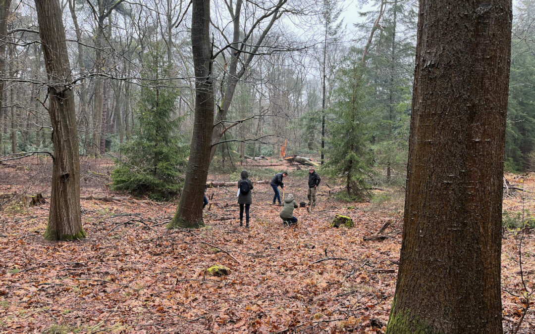 natuurgebied Dekkerswald in Gelderland