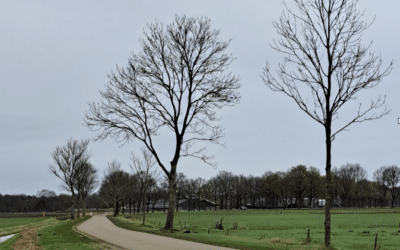 Bomen en bloemrijke berm Wapserouwenweg: een groene toekomst voor Wapserveen