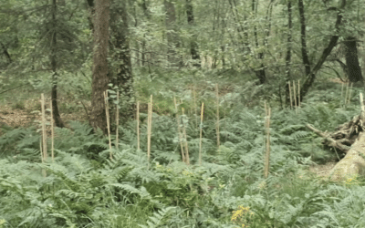 Alphen-Chaam gemeentebossen (Noord Brabant)